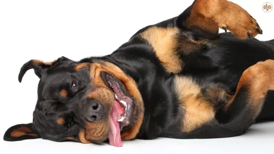 Rottweiler liegt süss und zufrieden