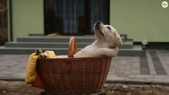 Ruhetraining für einen entspannten Hund