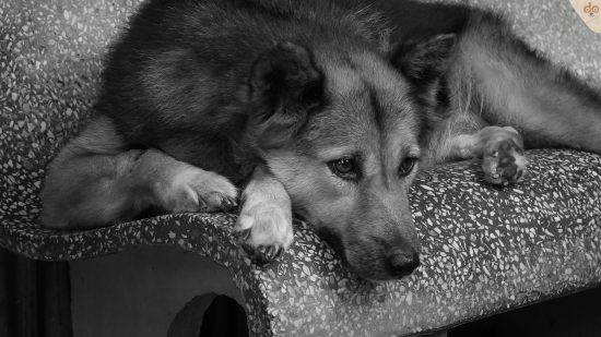 Schäferhund, einsam und traurig auf Bank