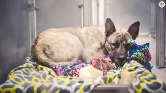 Arbeitshunde aus dem Tierschutz