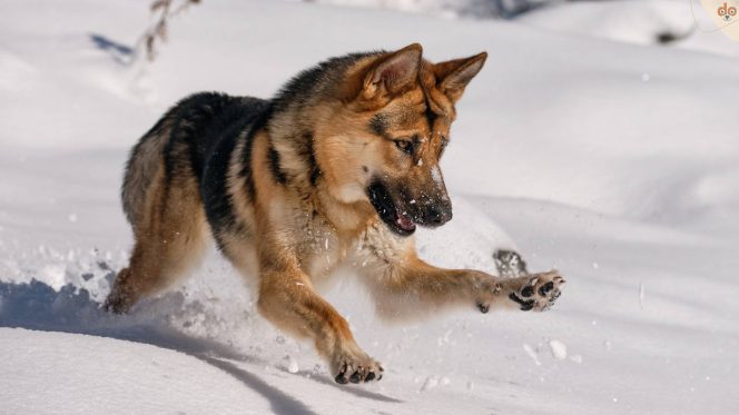 schaeferhund-spielen-schnee-entdecken