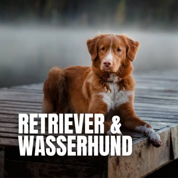 tag-retriever-wasserhund-icon