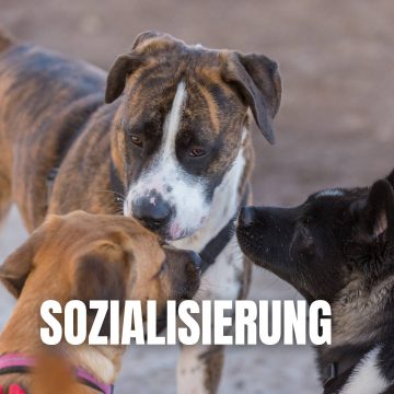 tag-sozialisierung-icon