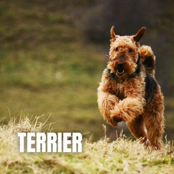 tag-terrier-icon