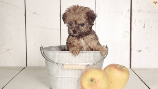 teacup-puppy-hund-in-eimer