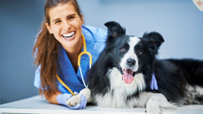 Tierärztin lacht mit Hund gesund