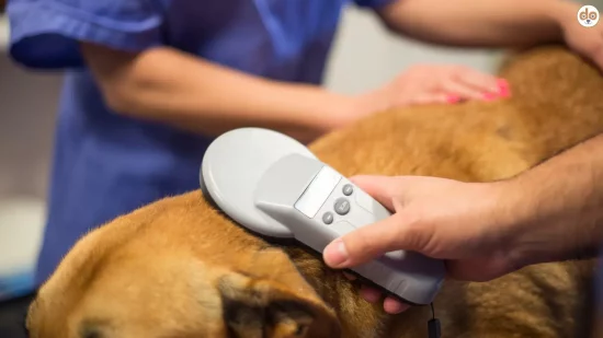 Tierarzt liest mit Scanner Handlesegerät Heimtierchip eines Hundes aus, EU Kennzeichnungspflicht