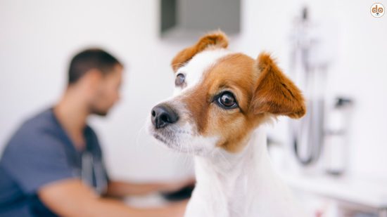 Hund beim Tierarzt, wie wirkt Cortison bei Hunden?