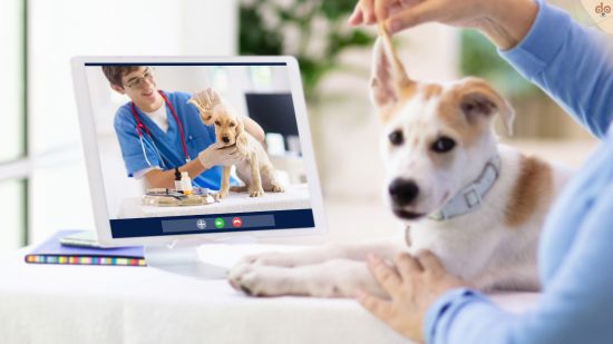 Tierarzt online per Webcam