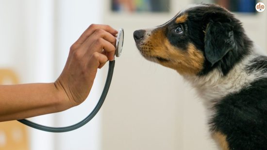 Vertrauenswürdiger Tierarzt hält Stethoskop in der Hand