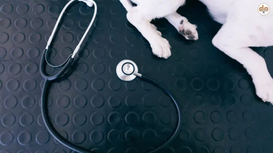 Krebsrisiko bei Hunden