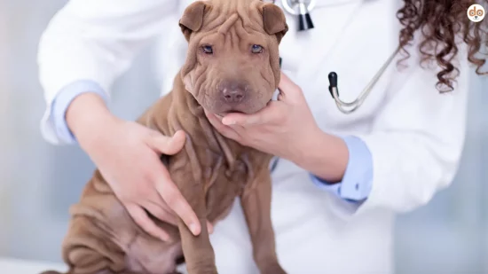 Tierarzt untersucht Shar Pei Familial Shar Pei Fever