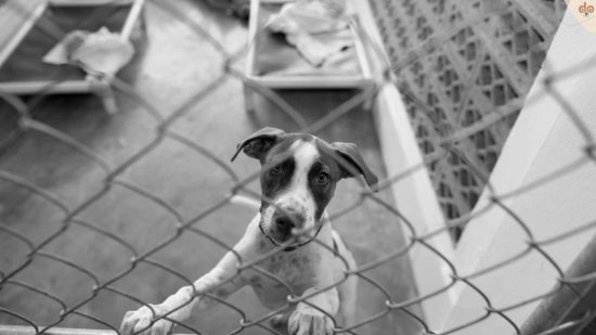 Hund schaut traurig aus Zwinger, Tierheime überlastet