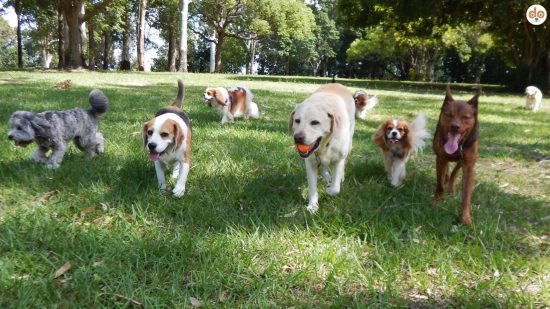Verschiedene Hunde laufen müde auf Wiese