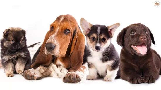 Verschiedene Welpen