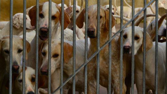 Viele Hunde eingesperrt, Tierschutz