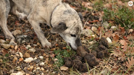 Hund im Wald auf Trüffelsuche