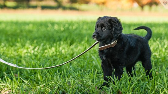 Welpe steht fragend auf Wiese an Leine