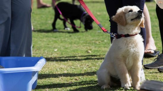 welpe-hundeschule-aufmerksam
