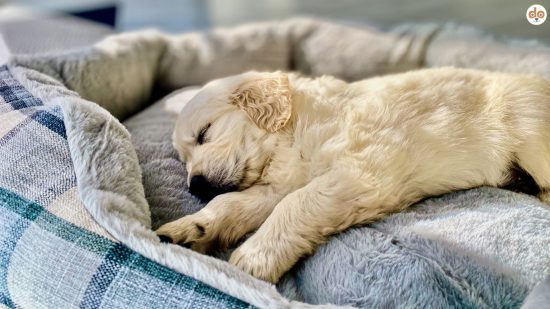 Hundewelpe beim Schlafen in Bettchen