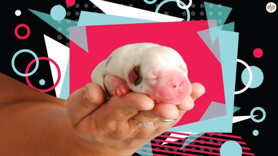 Welpen Baby auf Social Media