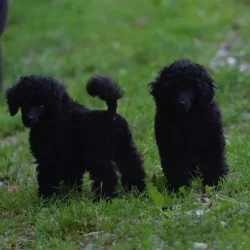 wengerhof-zwergpudel