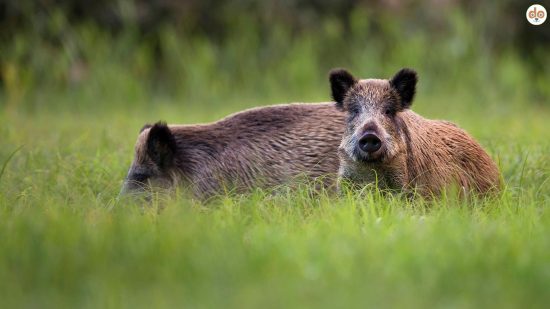 Wildschweine im Gras