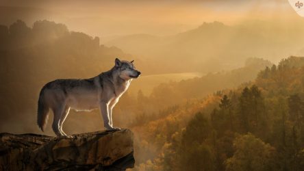 Wolf auf Felsen schaut in Ferne