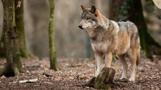 wolf-im-wald-laub-schaut