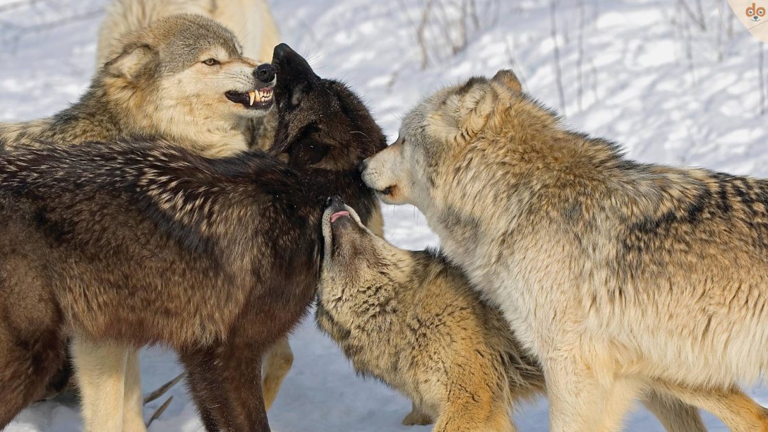 wolfsrudel-kommunikation-unter-einander