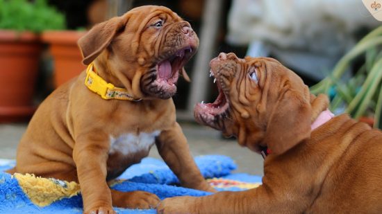 Zwei Bordeaux Mastiff Welpen im Spiel