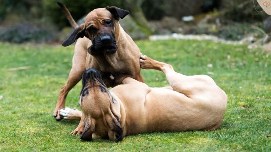 Zwei Brasilien Mastiff Kampfhunde spielen zusammen