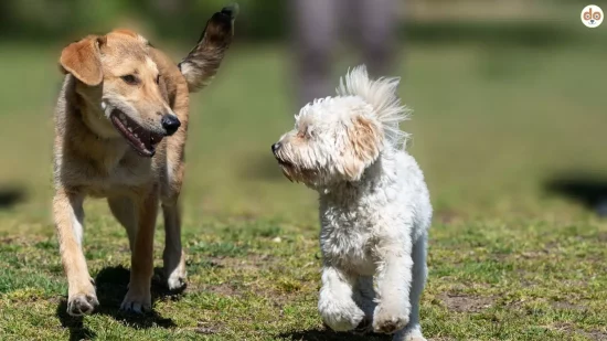 Zwei Hunde laufen nebeneinander