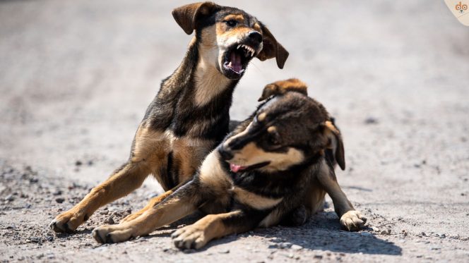 Zwei Hunde streiten, teilen sich ein, kampf