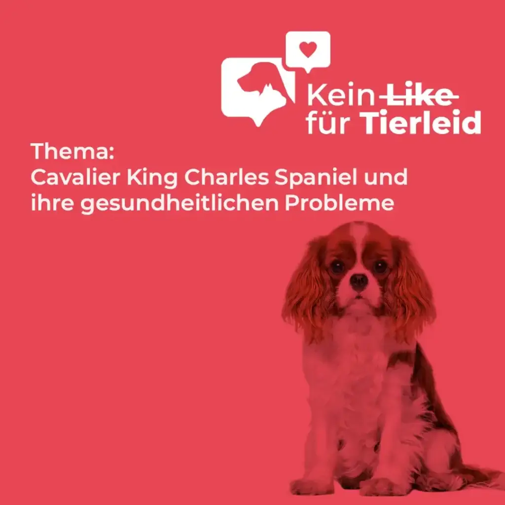 Cavalier King Charles Spaniel
