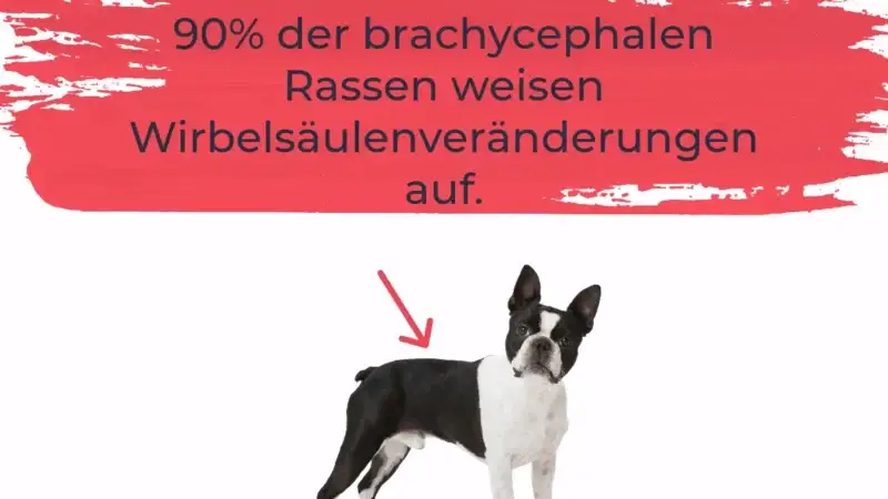 Die kranke Wirbelsäule der kurzköpfigen Hunderassen