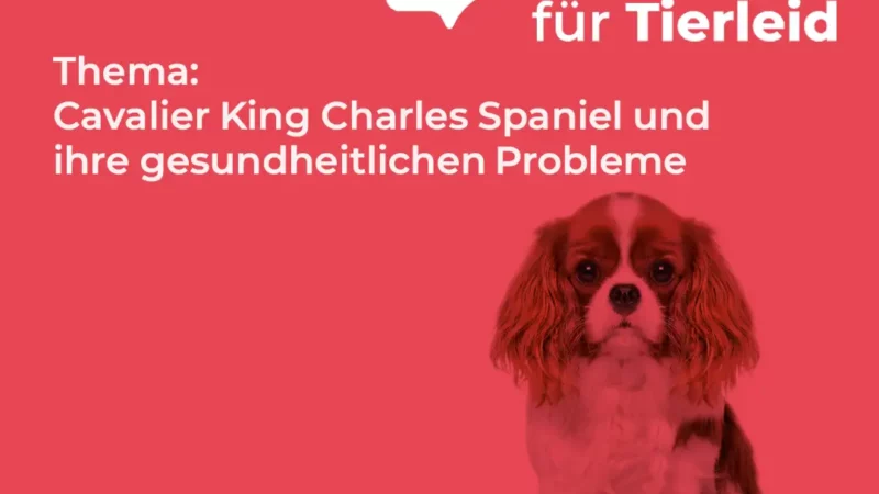 Cavalier King Charles Spaniel
