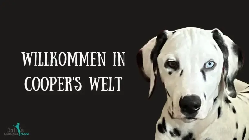 Sanfte Hundeerziehung, Cooper’s Mutprobe