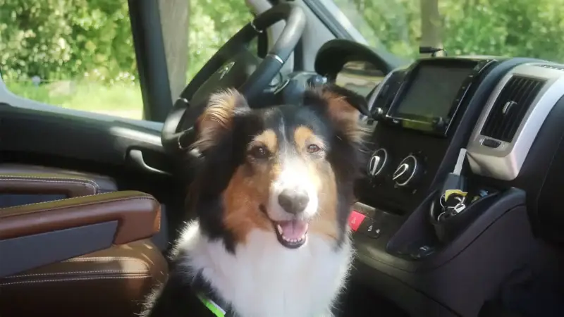 Wie wird das Wohnmobil zum perfekten Hundeparadies?