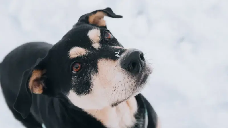 Sind Nahrungsergänzungsmittel für den Hund sinnvoll?