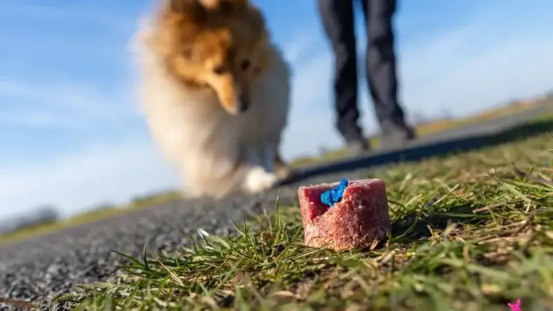 Die unsichtbaren Gefahren im Alltag: Wie du deinen Hund vor Giftködern schützen kannst