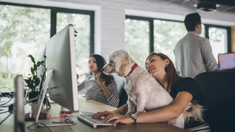 Hunde im Büro: Tipps für einen harmonischen Arbeitsalltag