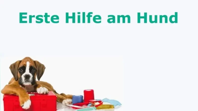 "Erste Hilfe am Hund" Workshop - inbound2798637554749977436