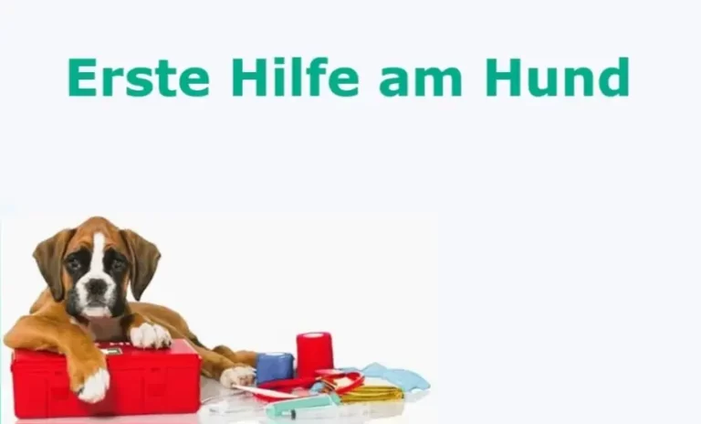 „Erste Hilfe am Hund“ Workshop