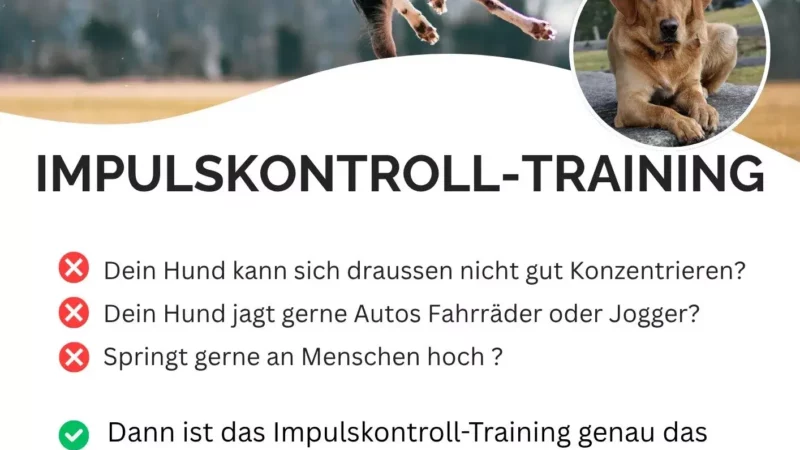 Impulskontroll-Training - Volantino Escursioni in Barca Semplice Azzurro Arancione 1