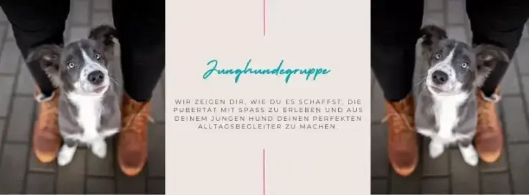 Junghundegruppe