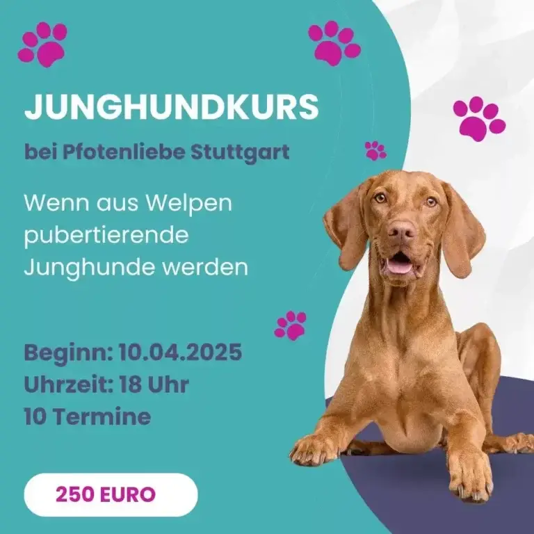 Junghundkurs Stuttgart
