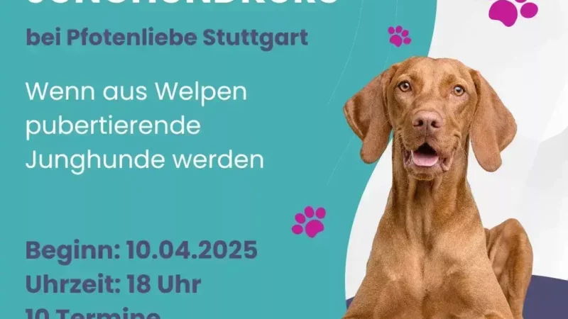 Junghundkurs Stuttgart - Junghundkurs