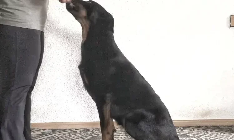 Gezieltes Hundefitness – Plattformtraining als perfekter Ausgleich für deinen sportlichen Hund! 💪🐾