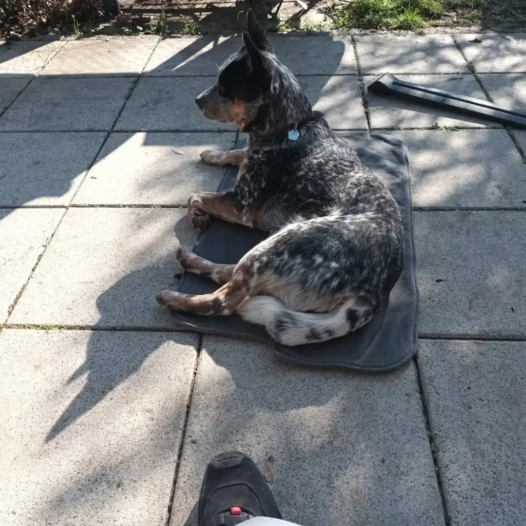 Elsa-Mensch-Und-Hund-Zentrum-Nuernberg-Hundetrainer-Nuernberg-Hundetrainerin-Dagmar-Meinert-Hundeschule
